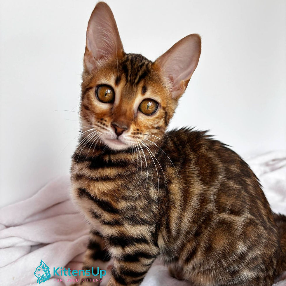 Bengal