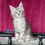Thumbnail: 1232 William (BL) Maine Coon male kitten