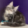 Maine Coon