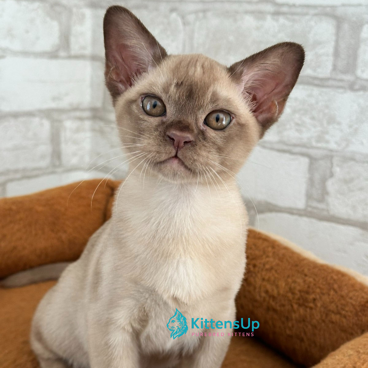 382 Umka (R) Burmese male kitten