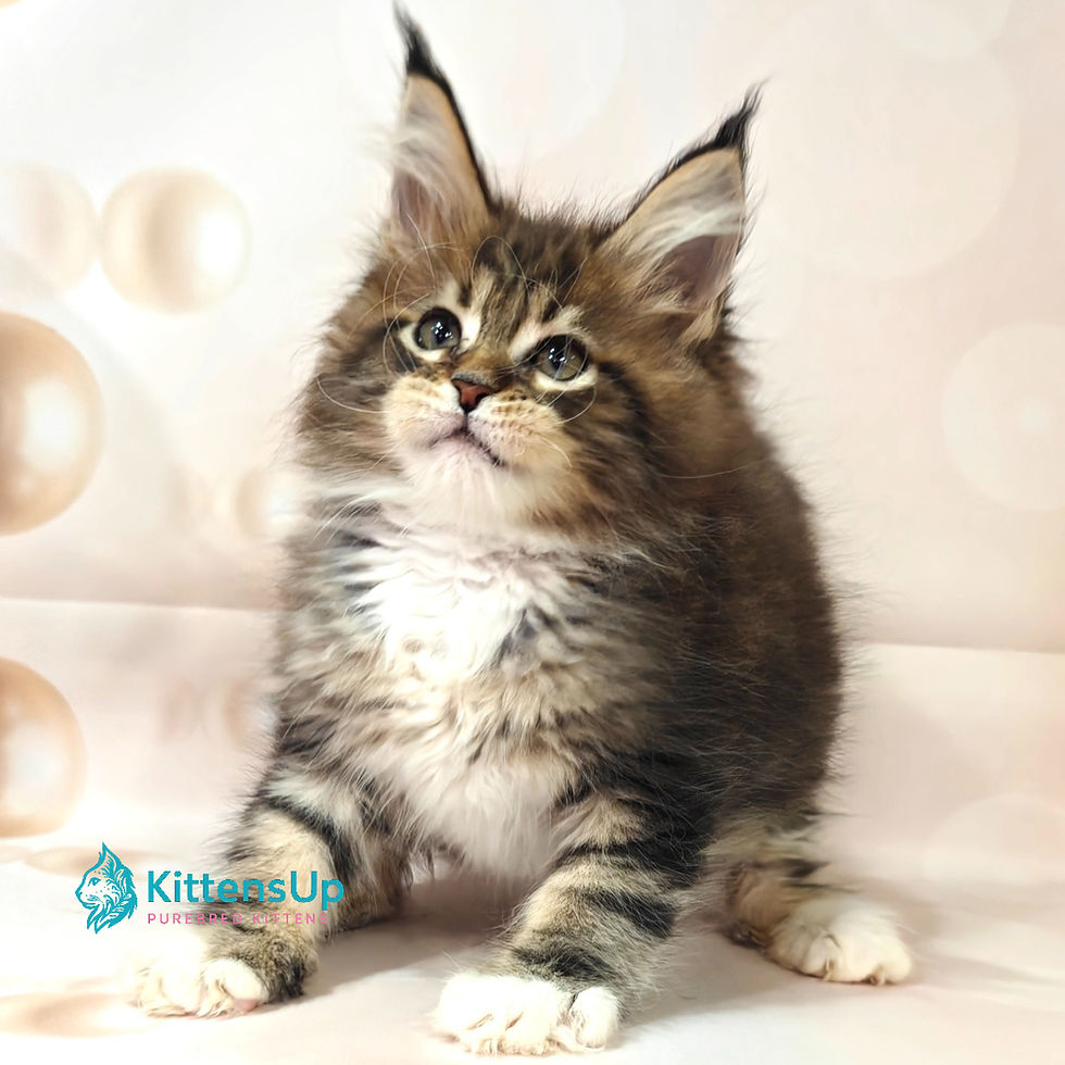 Thumbnail: 1195 Fleur (U) Maine Coon female kitten