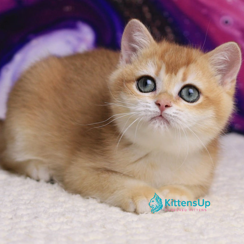 Thumbnail: British shorthair