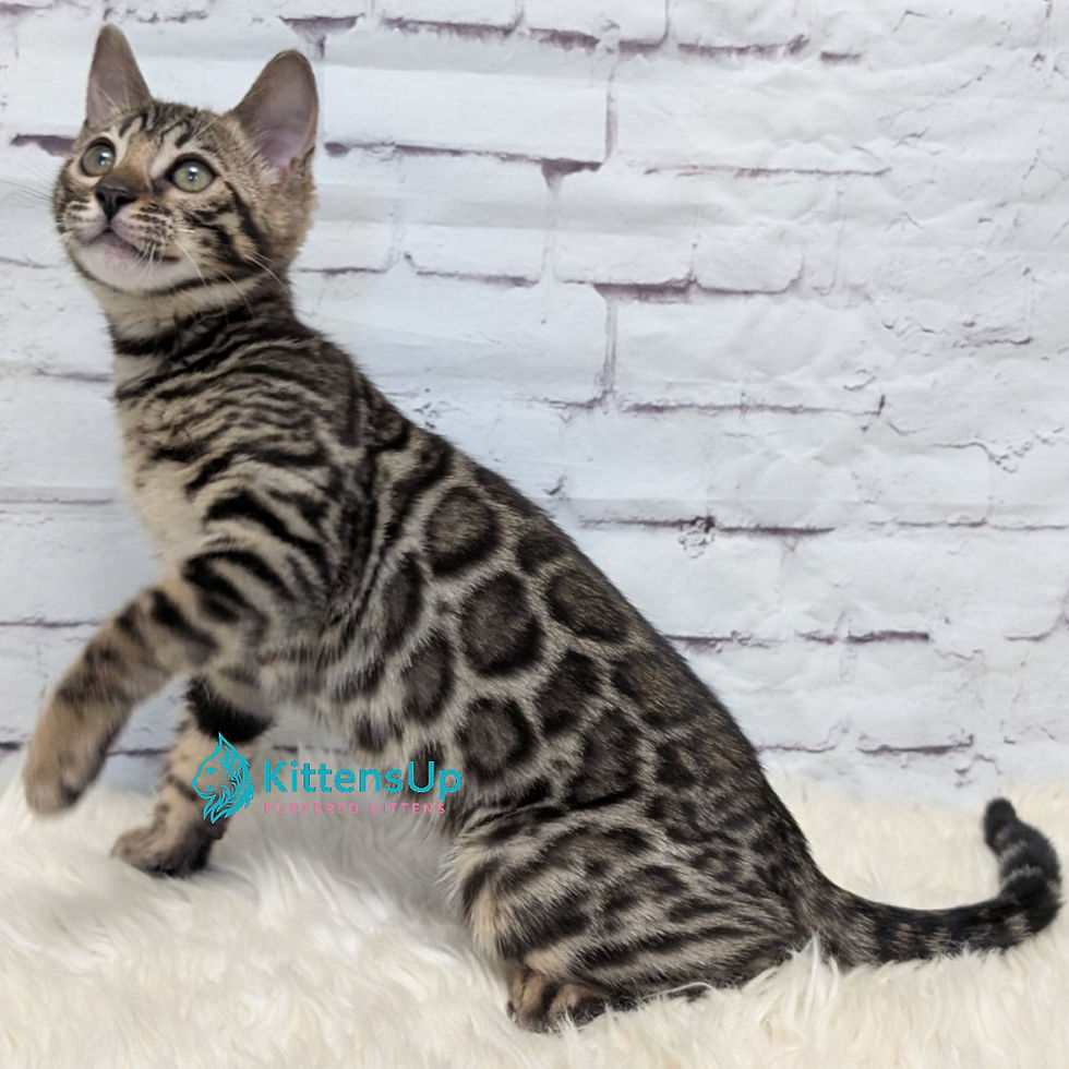 Thumbnail: Bengal