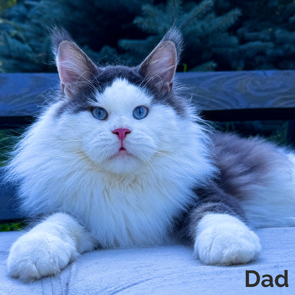 Thumbnail: Maine Coon