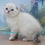 Thumbnail: Scottish fold