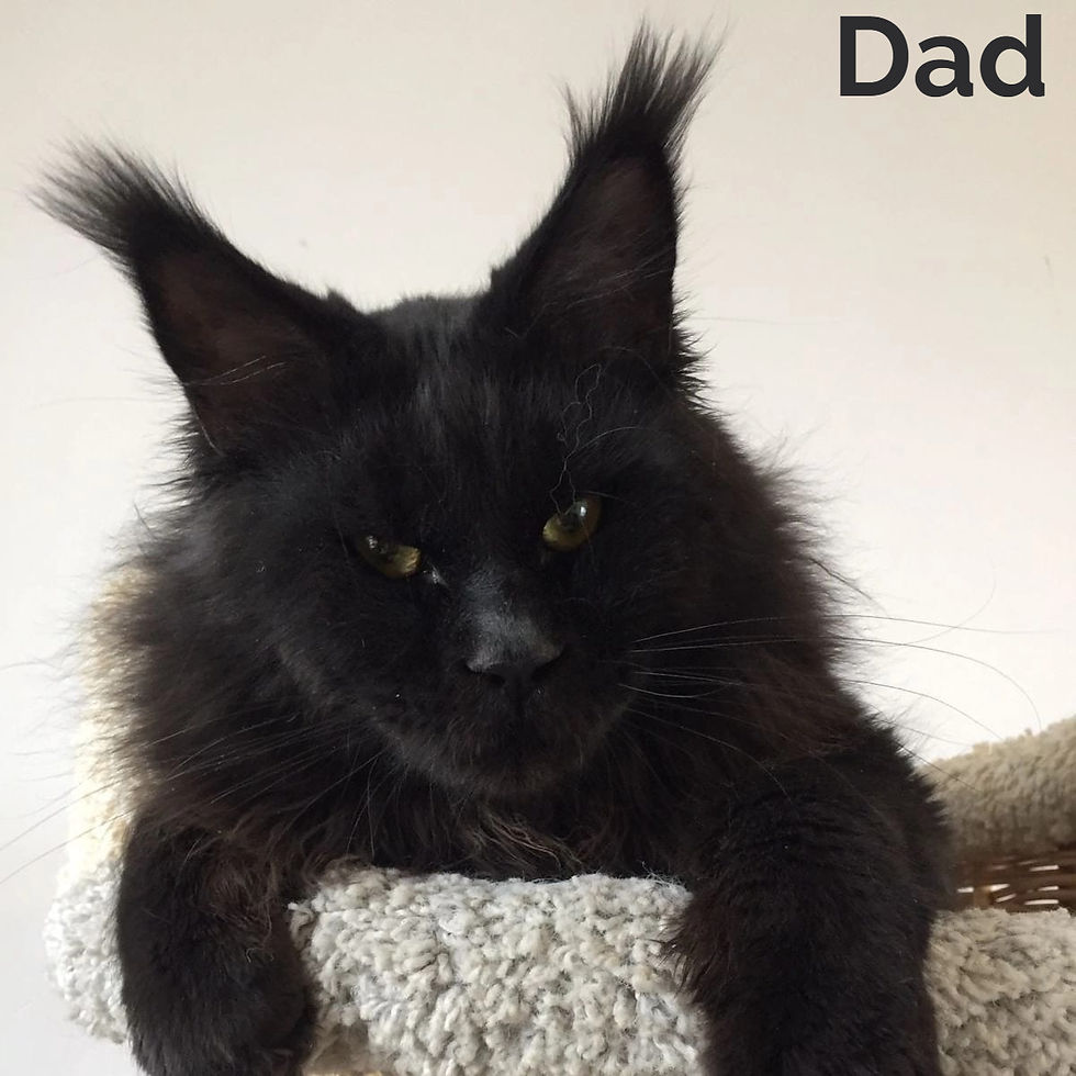 Thumbnail: 929 Potap (R) Maine Coon male kitten