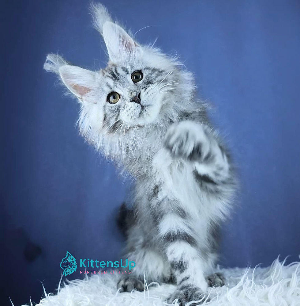 Maine Coon