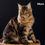 Thumbnail: Maine Coon