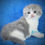 Thumbnail: 094 Fifa (U) Scottish Fold shorthair female kitten