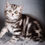 Thumbnail: 309 Eiva (U) Scottish Straight shorthair female kitten