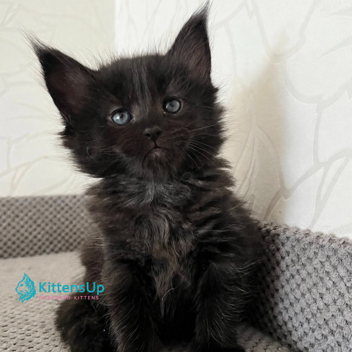 Maine Coon