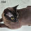 Thumbnail: 103 Esmeralda Flame (U) Burmese female kitten