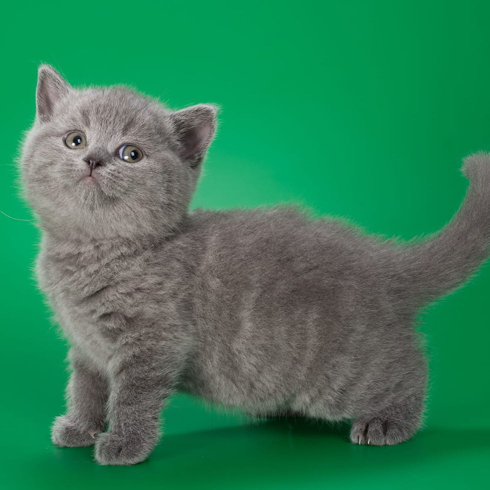 Thumbnail: 352 Bonnie (BL) British shorthair female kitten