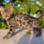 Thumbnail: Bengal