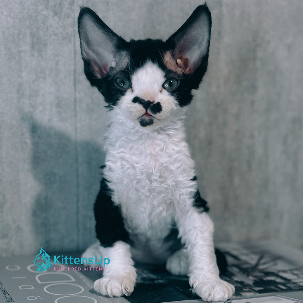 Devon Rex