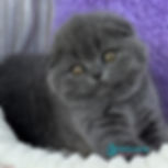 Scottish Fold
