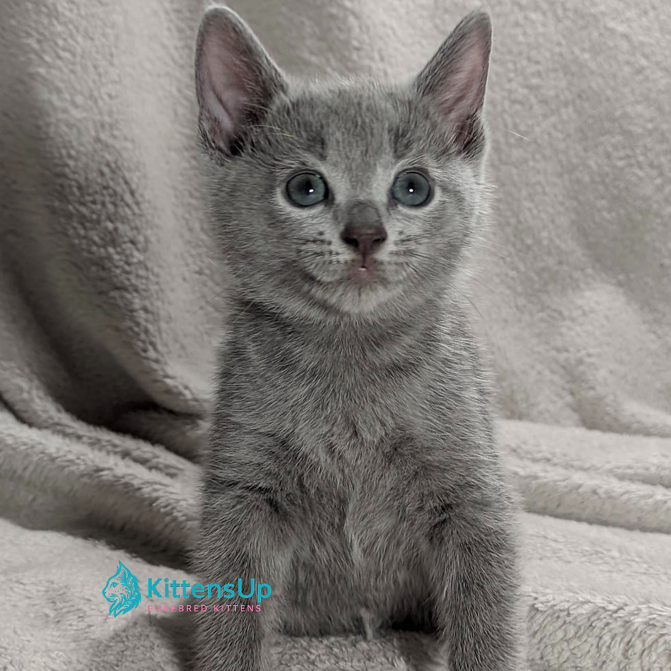 Russian blue