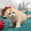 Thumbnail: Scottish fold