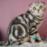 Scottish Fold
