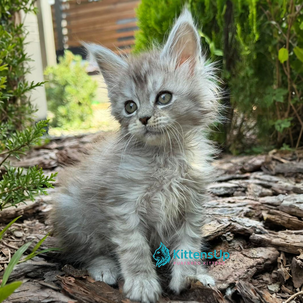 Maine Coon