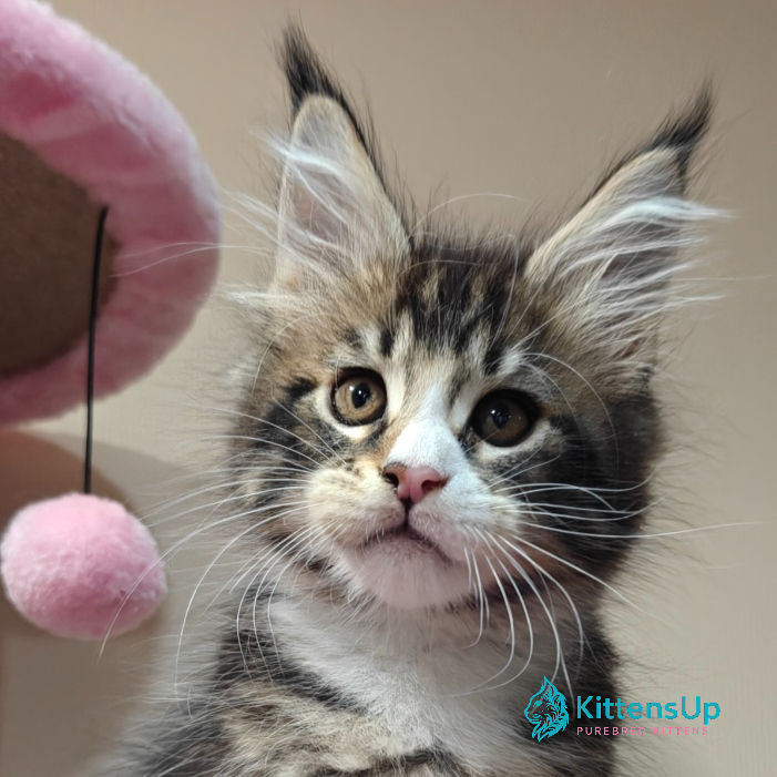Maine Coon