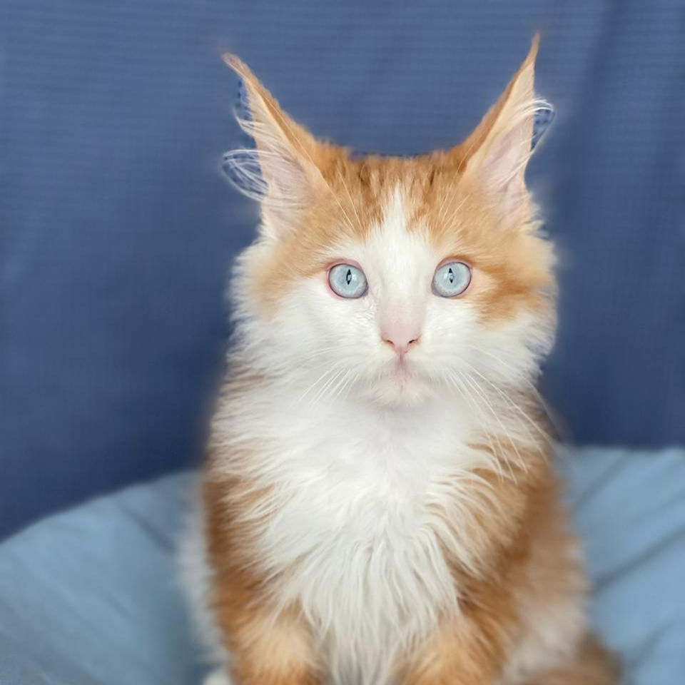 Thumbnail: 161 Magic Cat Polydactyl 6/6/4/4 (R) Maine Coon male kitten