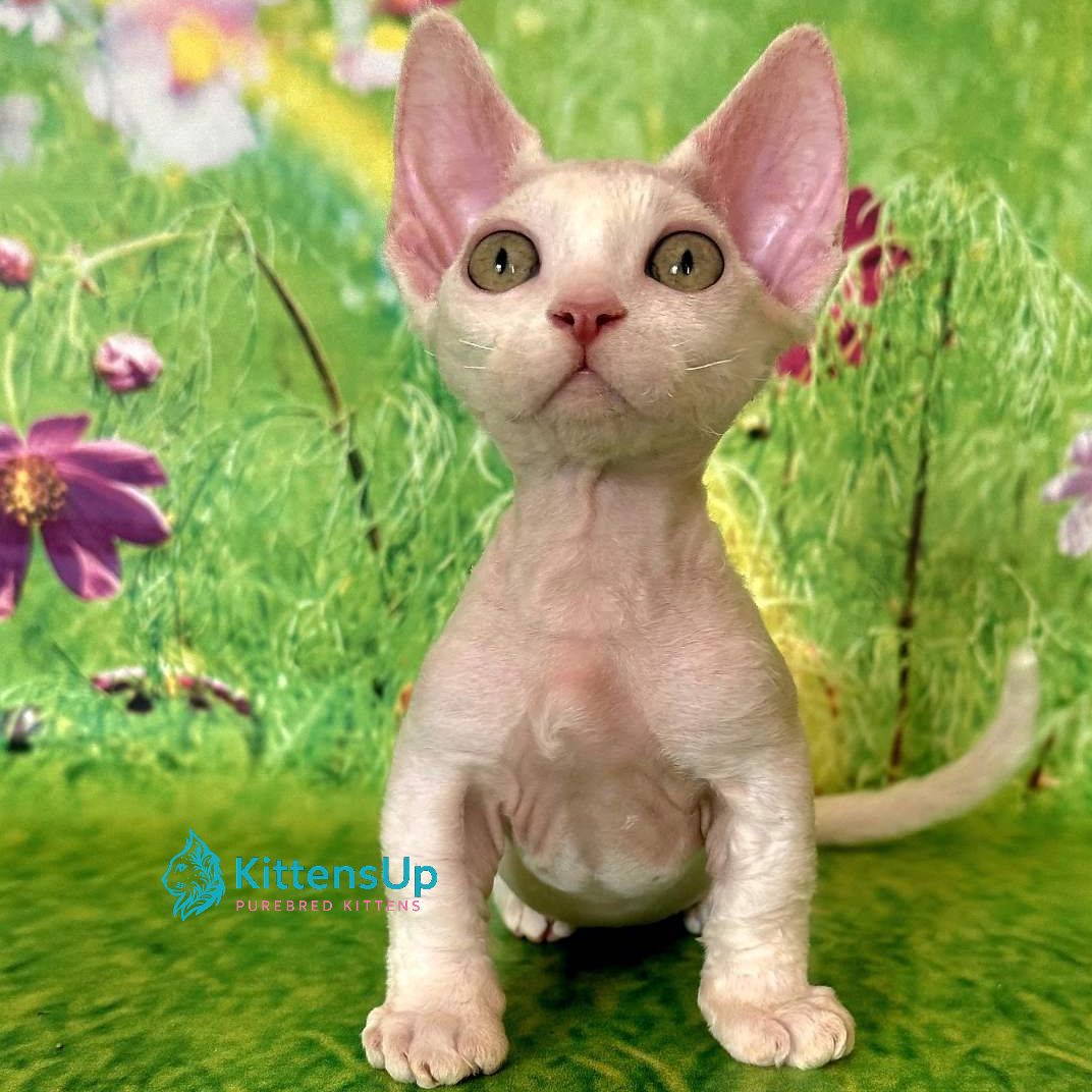 280 Kruz (U) Minskin male kitten