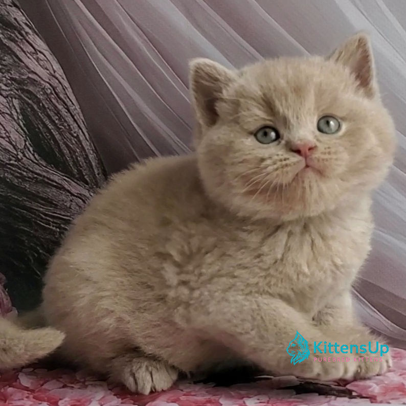 British shorthair