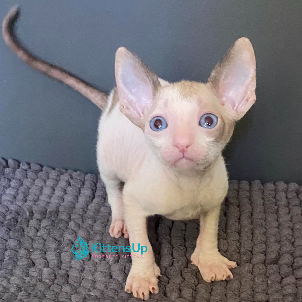 227 Laska (U) Cornish Rex female kitten