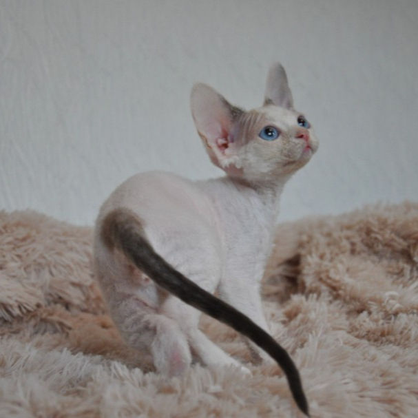 Thumbnail: 536 Justin (U) Devon Rex male kitten