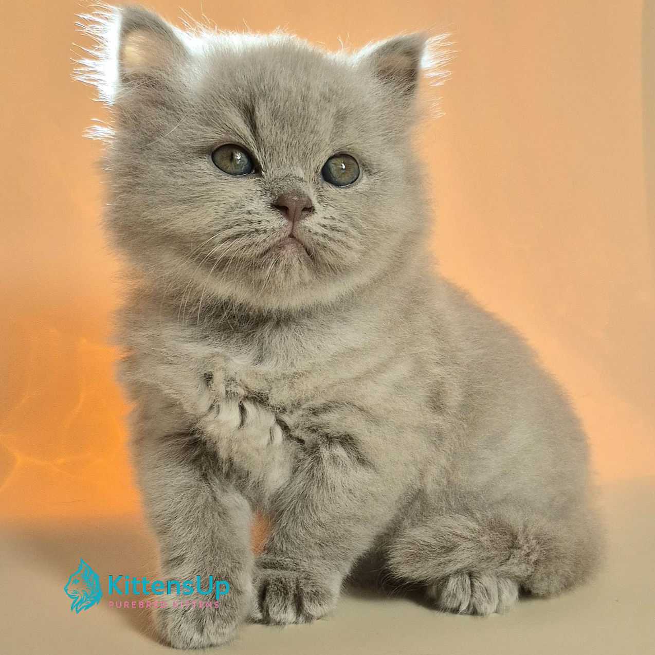 505 Marzipan (BL) British shorthair male kitten