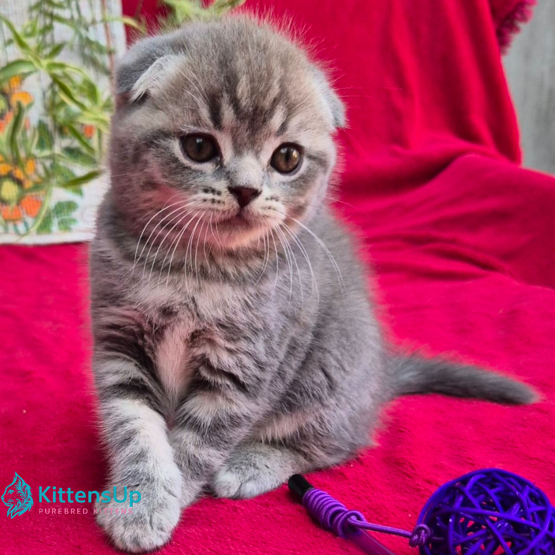619 Molly (U) Scottish Fold shorthair female kitten