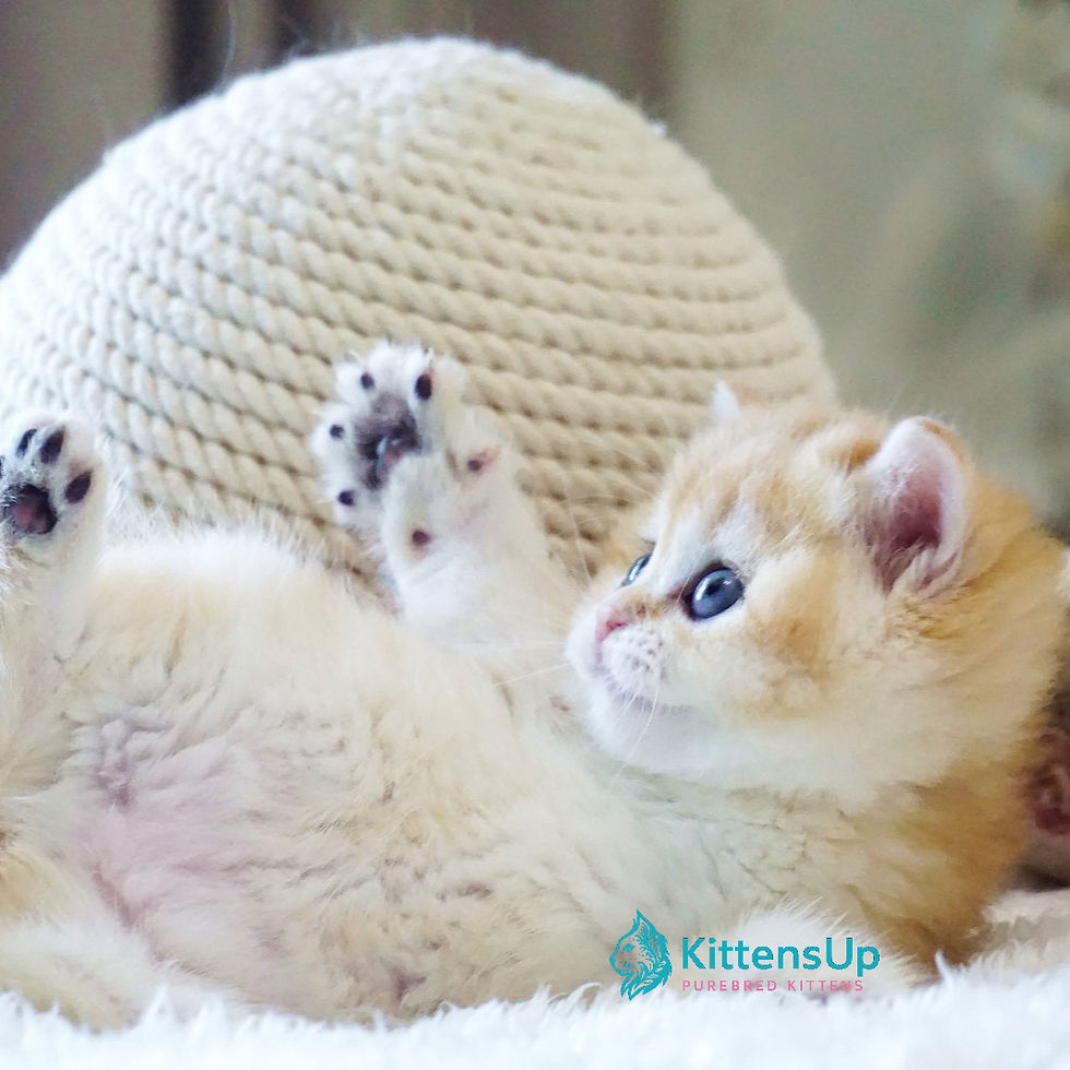 Thumbnail: 480 Danica (U) British shorthair female kitten