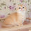 Thumbnail: 289 Plyusha (U) British shorthair female kitten