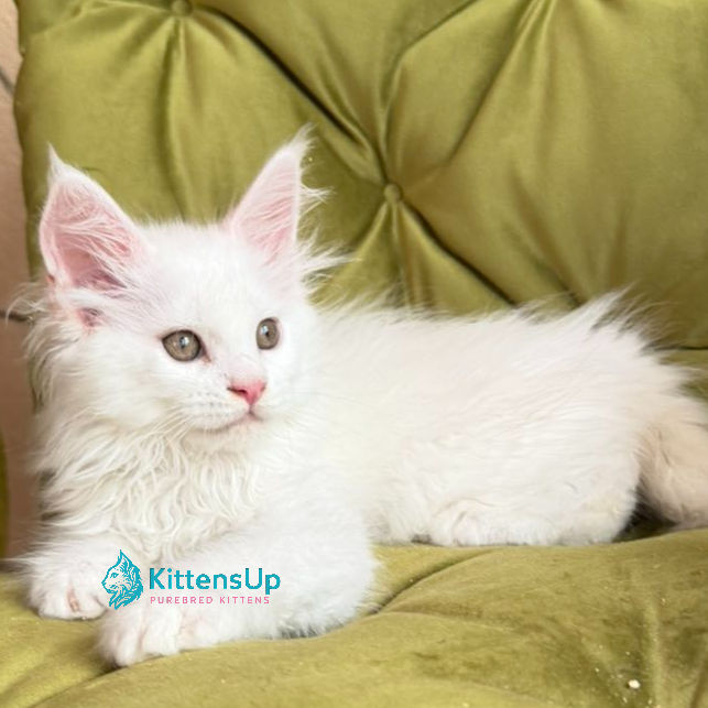 Maine Coon