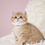 Thumbnail: 1074 Max (U) British shorthair male kitten