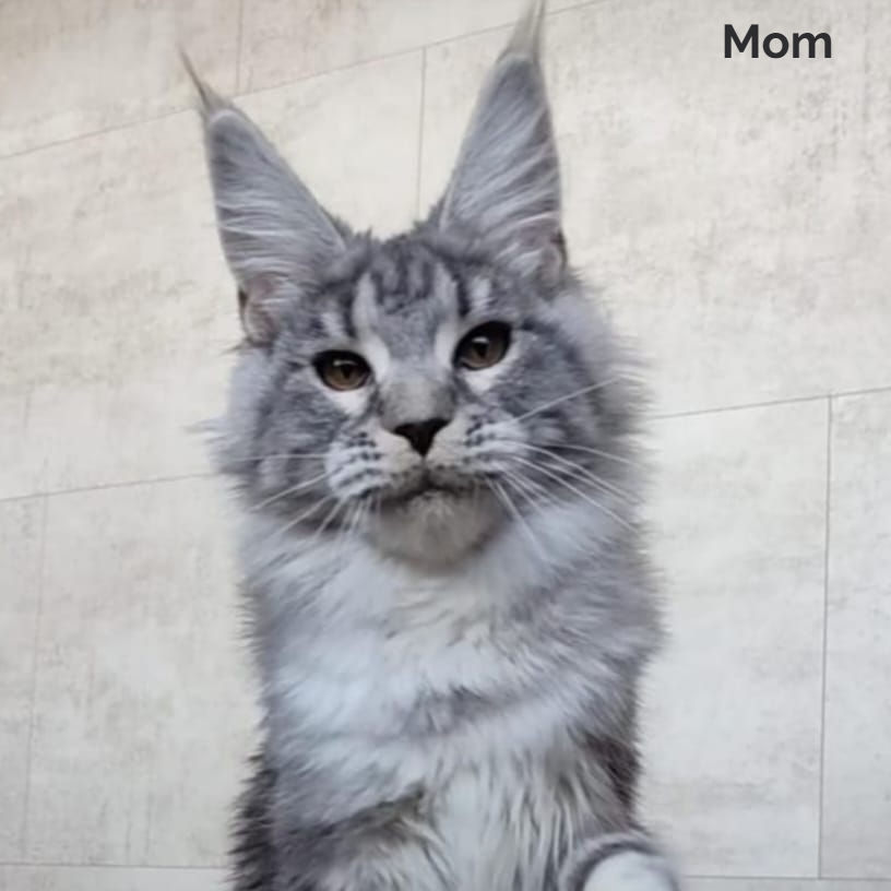 Thumbnail: Maine Coon
