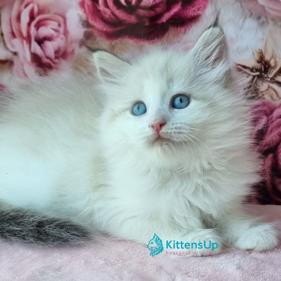 Thumbnail: Siberian