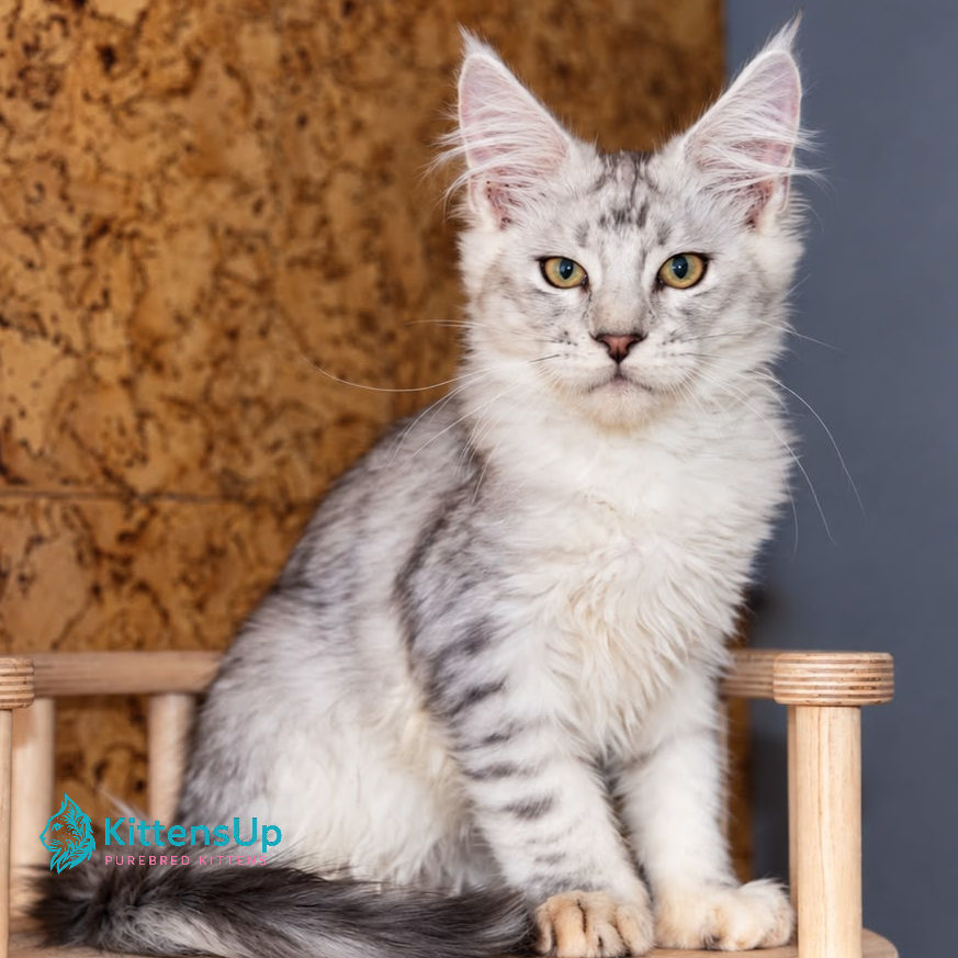 Maine Coon