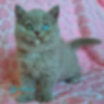 Thumbnail: British shorthair