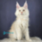 Thumbnail: Maine Coon