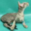 Thumbnail: 301 Layma (U) Oriental female kitten