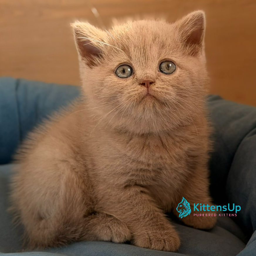 British shorthair