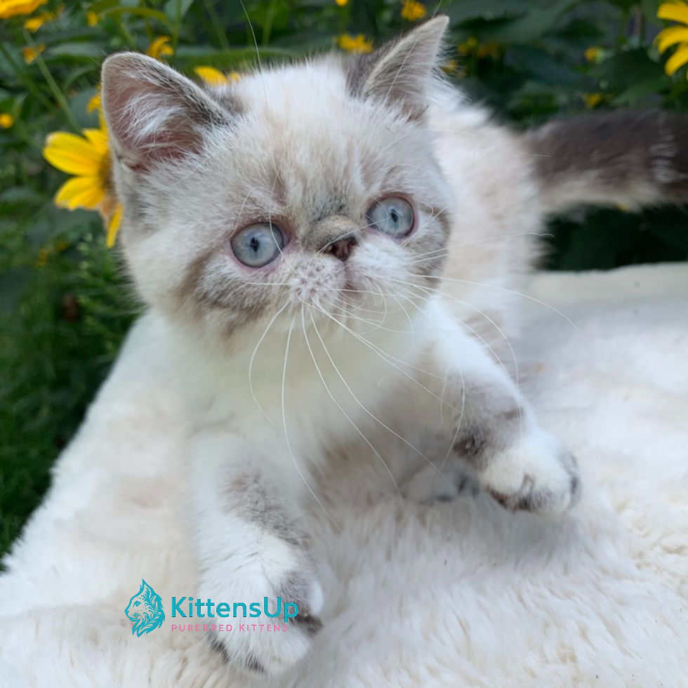 Thumbnail: Exotic shorthair