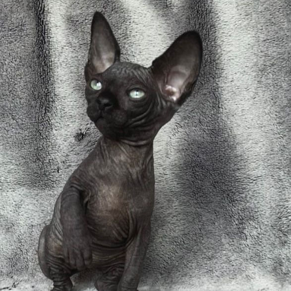 Thumbnail: 737 Theis (R) Female Sphynx Kitten