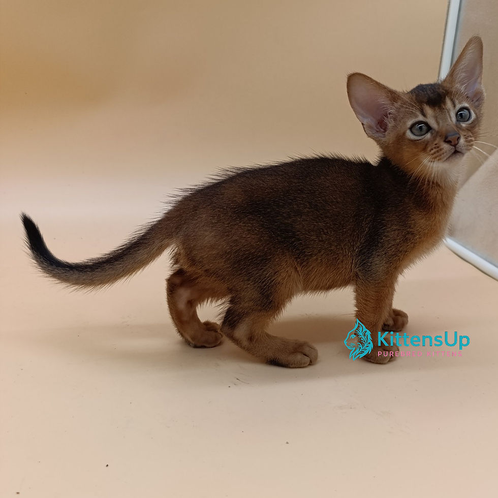 Thumbnail: Abyssinian