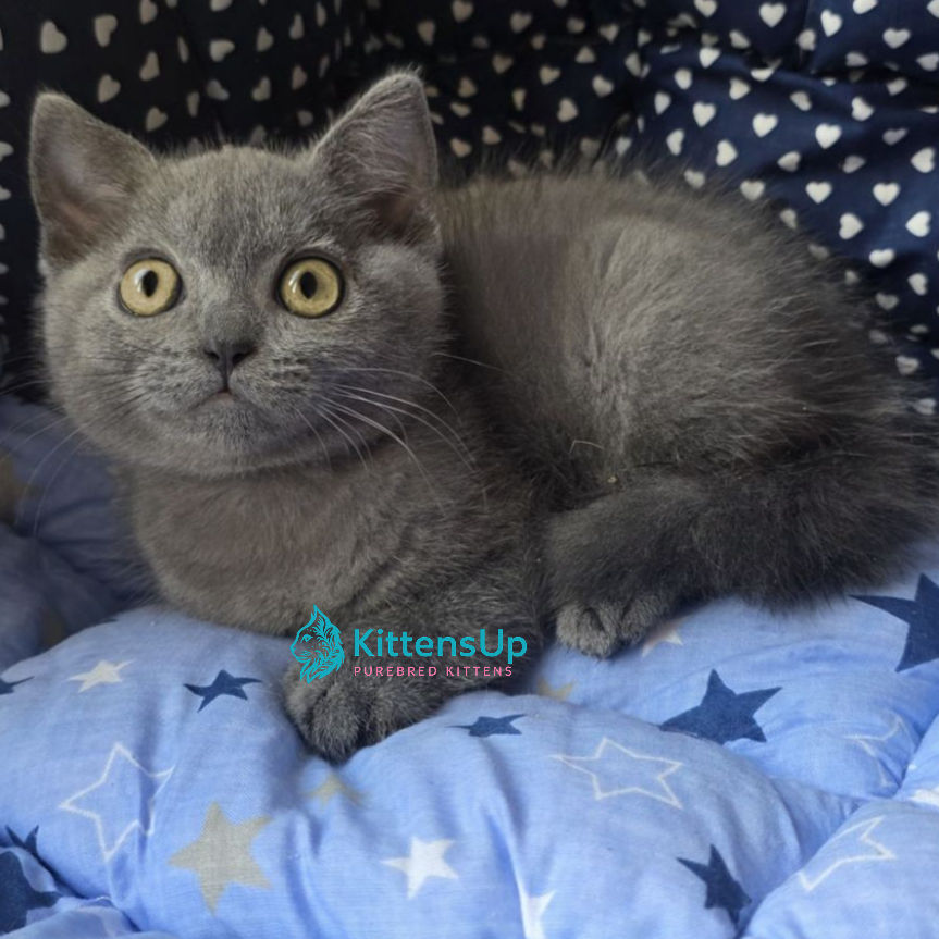 Thumbnail: 576 Veniamin (U) British kitten male kitten