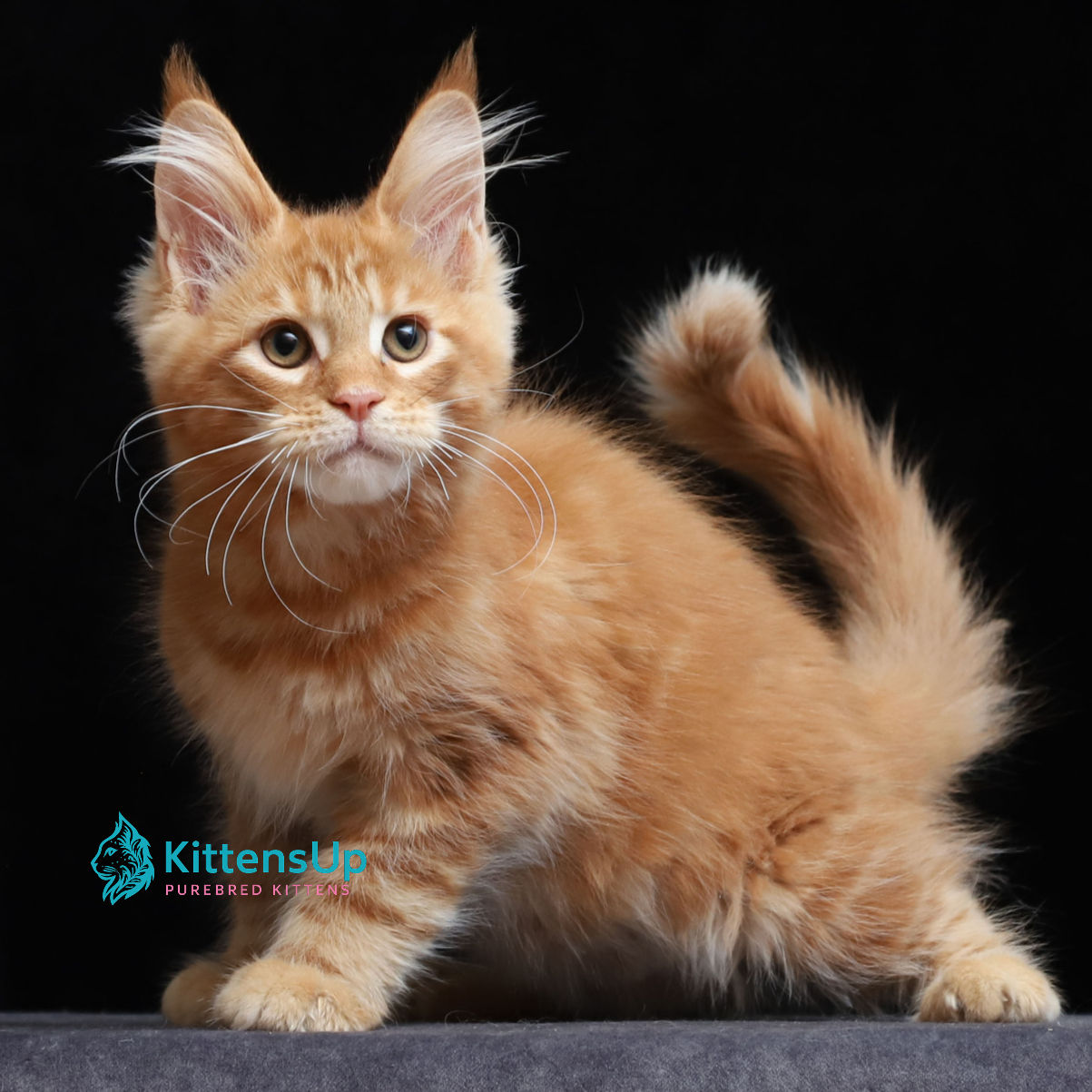 Maine Coon
