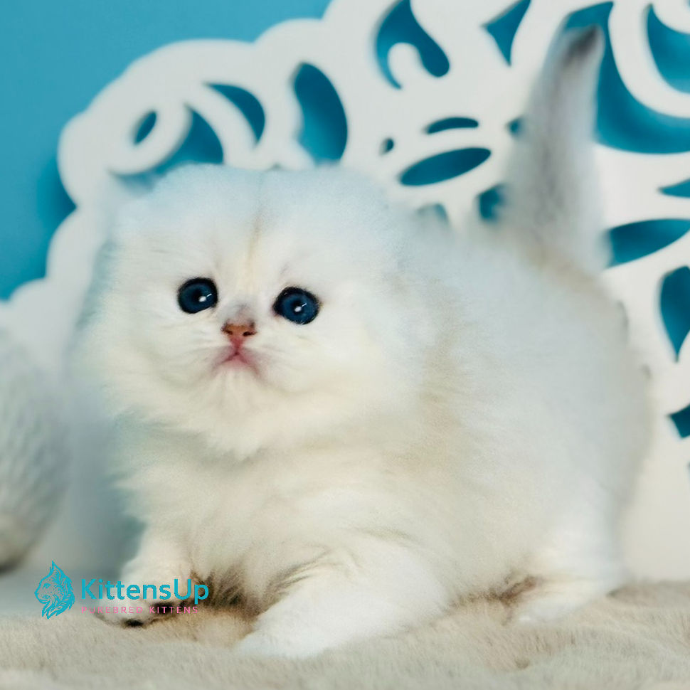 Thumbnail: Scottish fold