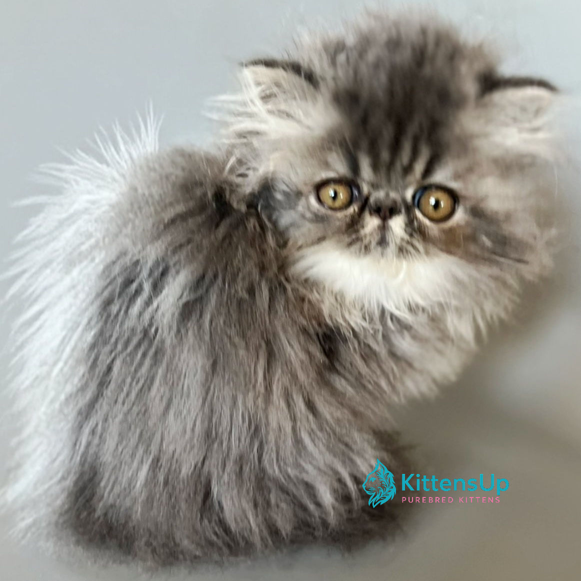 371 Baloo (U) Persian longhair female kitten